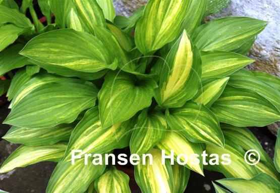 Hosta Neat Splash